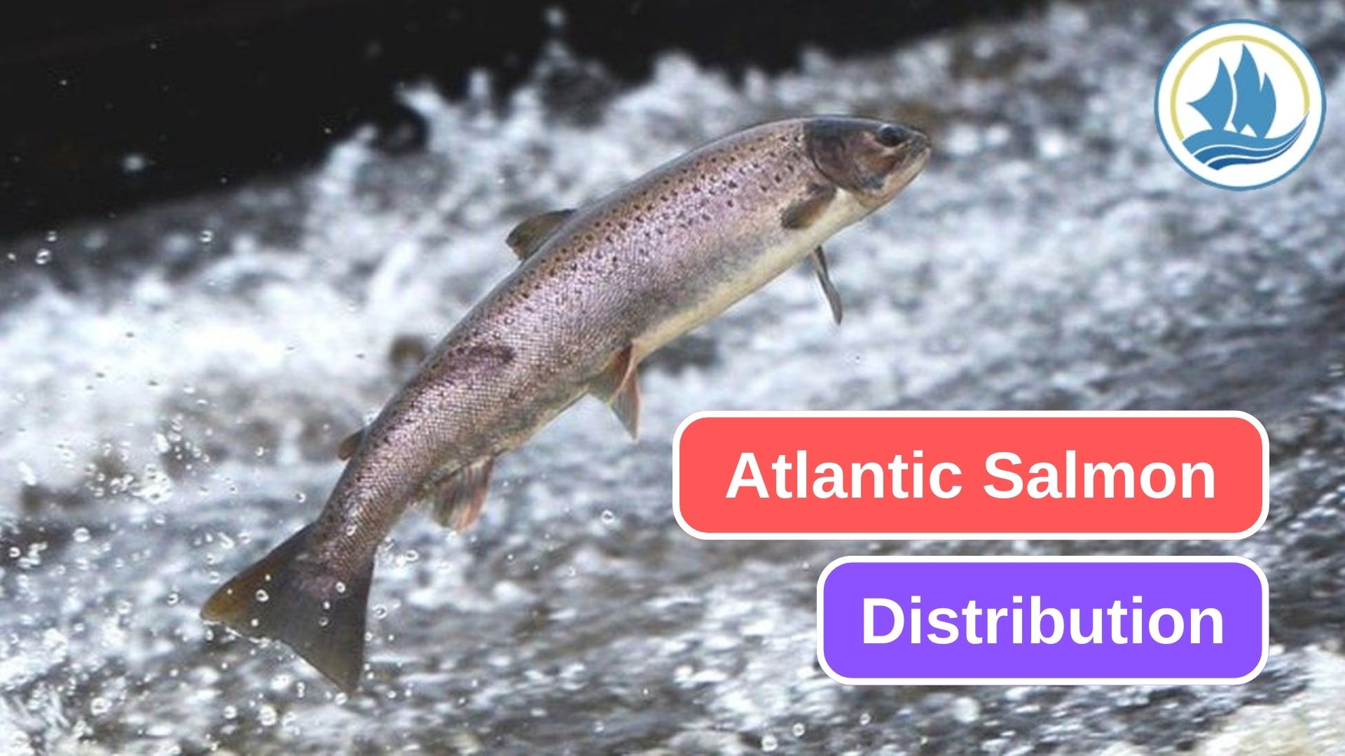 The Fascinating Distribution of Atlantic Salmon 